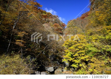 A distant view of Takizawa's Fudo Falls in a valley with autumn leaves on the south side of Mt. Akagi 110036727