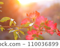 rose garden cocktail 110036899