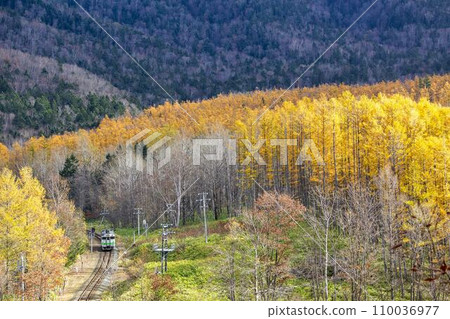Nemuro Line train running through a larch forest with autumn leaves, Minamifurano Town, Hokkaido Nemuro Line train running through a larch forest with autumn leaves, Minamifurano Town, Hokkaido 110036977