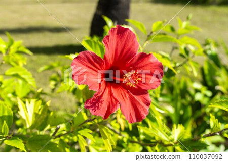 Red hibiscus blooming on the roadside, Nago City, Okinawa Prefecture Red hibiscus blooming on the roadside, Nago City, Okinawa Prefecture 110037092