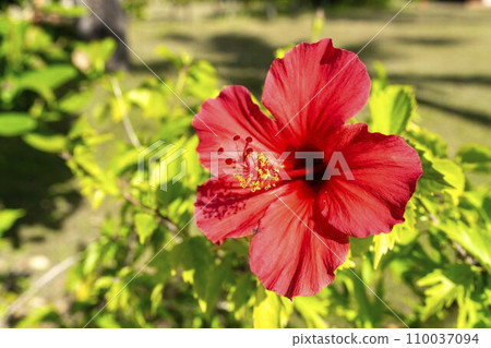 沖繩縣名護市路邊盛開的紅芙蓉 110037094