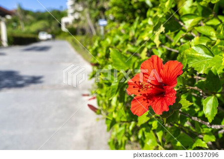 Red hibiscus blooming on the roadside, Nago City, Okinawa Prefecture Red hibiscus blooming on the roadside, Nago City, Okinawa Prefecture 110037096