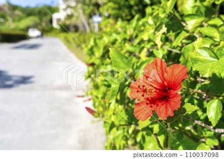 沖繩縣名護市路邊盛開的紅芙蓉 沖繩縣名護市路邊盛開的紅芙蓉 110037098