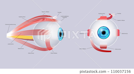 Extraocular muscles anatomy Extraocular muscles anatomy 110037156
