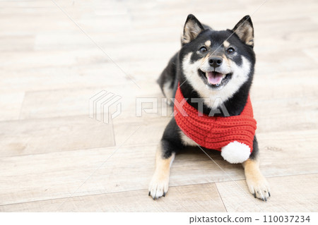 Mameshiba Sherry wearing a red scarf Mameshiba Sherry wearing a red scarf 110037234
