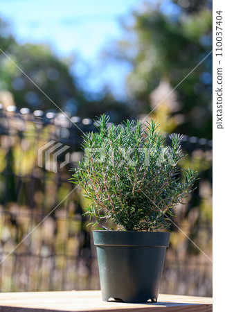Rosemary grown in pots 110037404