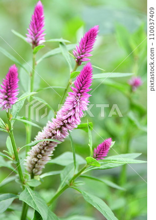 flower flower 110037409