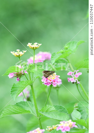 紅腹蝴蝶棲息在馬纓丹上 110037447