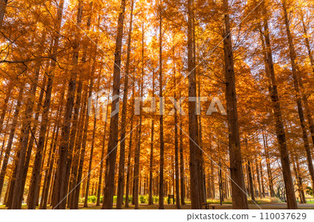 "Tokyo" Metasequoia forest of autumn leaves, autumn dusk 110037629