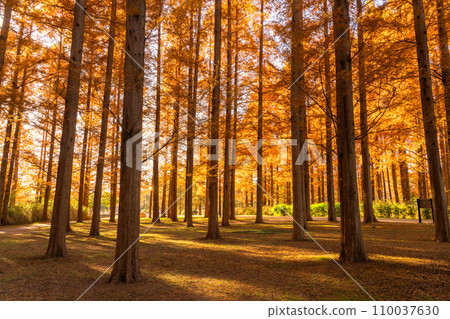 "Tokyo" Metasequoia forest of autumn leaves, autumn dusk 110037630