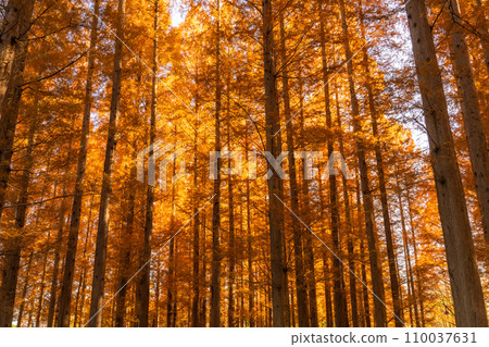 “東京”秋葉的水杉林,秋天的黃昏 “東京”秋葉的水杉林,秋天的黃昏 110037631