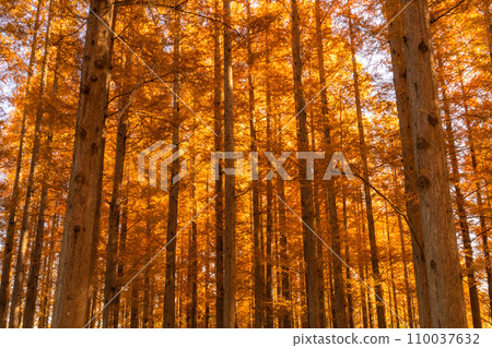 "Tokyo" Metasequoia forest of autumn leaves, autumn dusk 110037632
