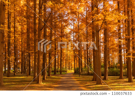 "Tokyo" Metasequoia forest of autumn leaves, autumn dusk 110037633