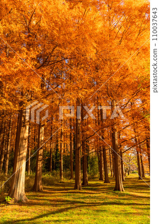 "Tokyo" Metasequoia forest of autumn leaves, autumn dusk 110037643