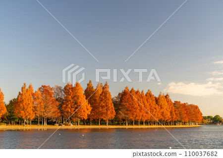 “東京”秋葉的水杉林，秋天的黃昏 110037682