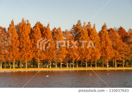 "Tokyo" Metasequoia forest of autumn leaves, autumn dusk 110037683