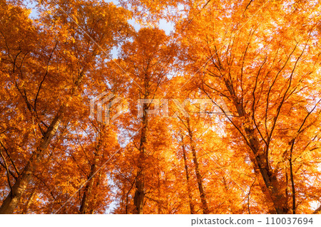 “東京”秋葉的水杉林，秋天的黃昏 110037694