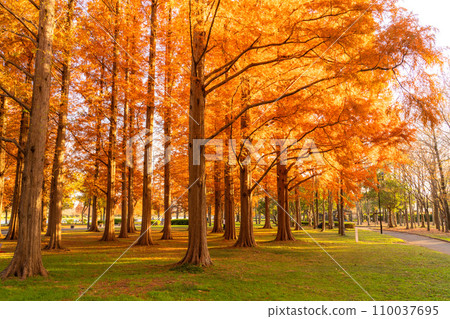 “東京”秋葉的水杉林，秋天的黃昏 110037695