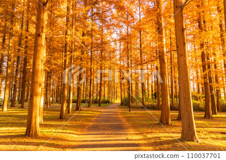 "Tokyo" Metasequoia forest of autumn leaves, autumn dusk 110037701