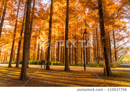 “東京”秋葉的水杉林,秋天的黃昏 “東京”秋葉的水杉林,秋天的黃昏 110037706