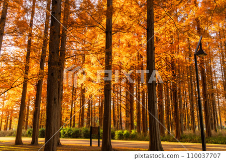 "Tokyo" Metasequoia forest of autumn leaves, autumn dusk "Tokyo" Metasequoia forest of autumn leaves, autumn dusk 110037707