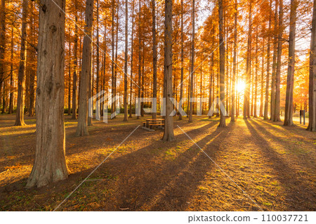 "Tokyo" Metasequoia forest of autumn leaves, autumn dusk 110037721