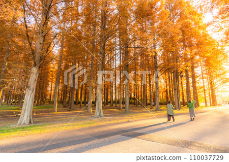 "Tokyo" Metasequoia forest of autumn leaves, autumn dusk 110037729