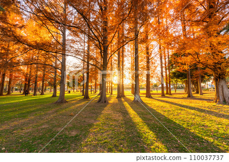 "Tokyo" Metasequoia forest of autumn leaves, autumn dusk 110037737