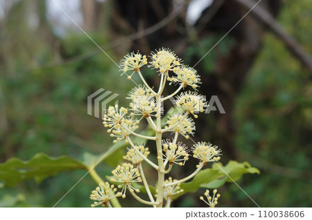 Paperplant flower 110038606