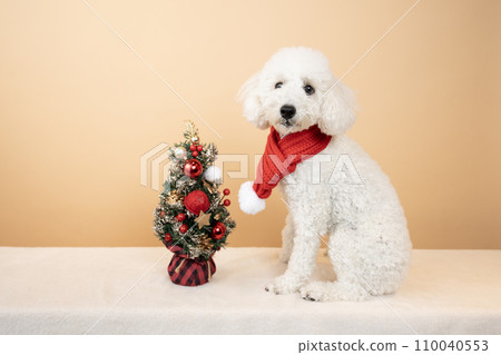 Toy poodle with beige background, Christmas tree and red muffler Toy poodle with beige background, Christmas tree and red muffler 110040553