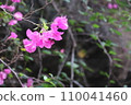 Vietnamese flowers 110041460