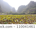Vast lotus field in Hoa Lu ancient capital (Ninh Binh), Vietnam 110041461