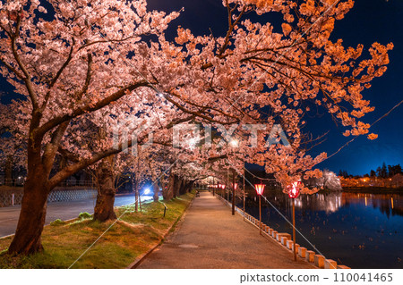 [Niigata Prefecture] Cherry blossoms in full bloom, night view of Takada Castle Ruins Park in spring 110041465
