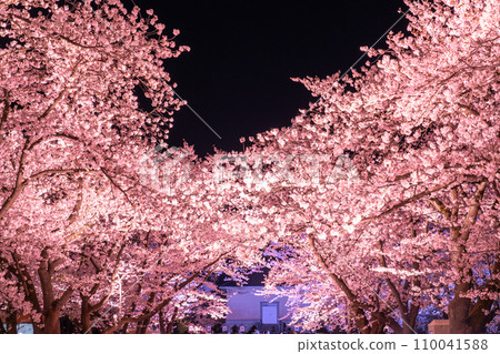 [Niigata Prefecture] Cherry blossoms in full bloom, night view of Takada Castle Ruins Park in spring 110041588