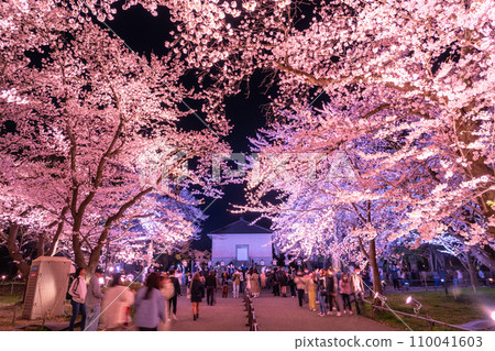 [Niigata Prefecture] Cherry blossoms in full bloom, night view of Takada Castle Ruins Park in spring 110041603