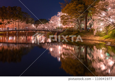 【新潟縣】櫻花盛開,春天的高田城跡公園夜景 【新潟縣】櫻花盛開,春天的高田城跡公園夜景 110041977