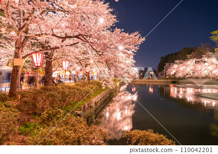 [Niigata Prefecture] Cherry blossoms in full bloom, night view of Takada Castle Ruins Park in spring 110042201