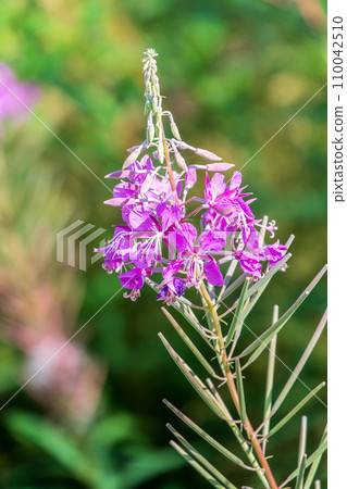 Flowers of Fireweed, Chamaenerion angostifolium on a sunny summer day Flowers of Fireweed, Chamaenerion angostifolium on a sunny summer day 110042510