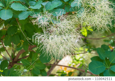 Interesting plant Cotinus coggygria, Rhus cotinus, smoke tree, smoke bush, Venetian sumach Interesting plant Cotinus coggygria, Rhus cotinus, smoke tree, smoke bush, Venetian sumach 110042511