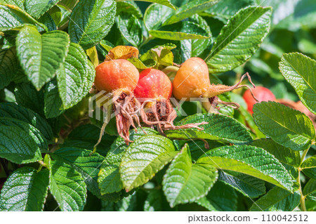 Autumn or summer nature background with rose hips branches in the sunset light. The rose hip or rosehip, also called rose haw Autumn or summer nature background with rose hips branches in the sunset light. The rose hip or rosehip, also called rose haw 110042512