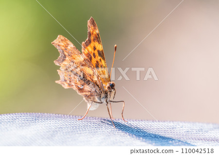 Orange colored butterfly (Polygonia c-album) resting 110042518