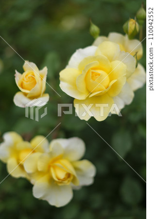 Spring roses in the rose garden 110042552