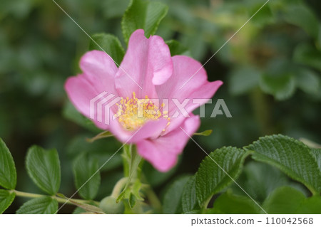 Hamanasu flower in early summer 110042568