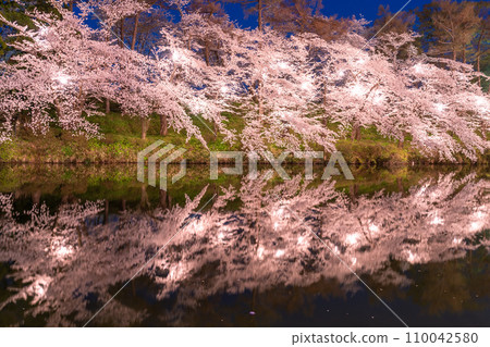 [Niigata Prefecture] Cherry blossoms in full bloom, night view of Takada Castle Ruins Park in spring 110042580