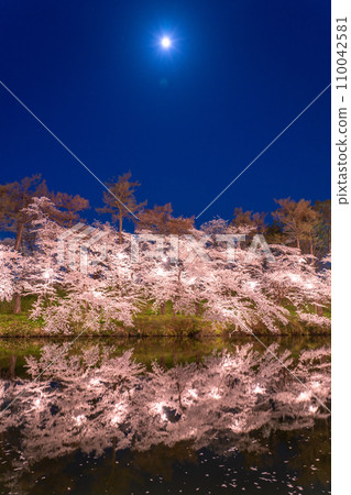 [Niigata Prefecture] Cherry blossoms in full bloom, night view of Takada Castle Ruins Park in spring 110042581