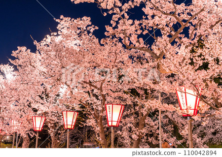 [Niigata Prefecture] Cherry blossoms in full bloom, night view of Takada Castle Ruins Park in spring 110042894