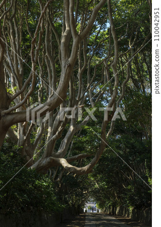 Tab tree forest near the seaside Tab tree forest near the seaside 110042951