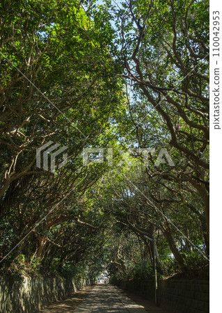 海邊附近的標籤樹森林 110042953