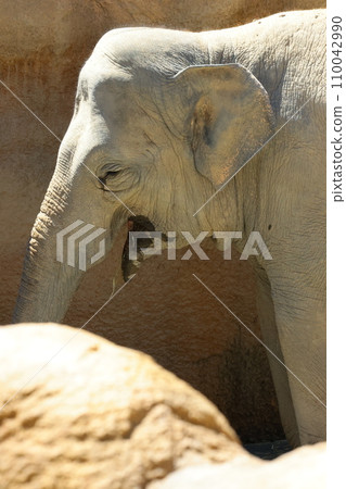 EOSR6II. Shunan Yamaguchi, Grandpa Elephant. EOSR6II. Shunan Yamaguchi, Grandpa Elephant. 110042990