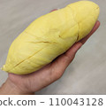 Closeup lady hand holding yellowish organic riped durian isolated on grey background, Southeast asia tropical smell fruit 110043128